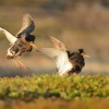 Jespak bojovny - Philomachus pugnax - Ruff 7027